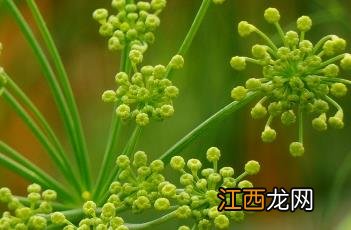 茴香菜怎么做好吃 茴香