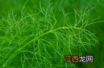 茴香菜怎么做好吃 茴香