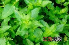 石香菜的功效与作用是什么 石香菜