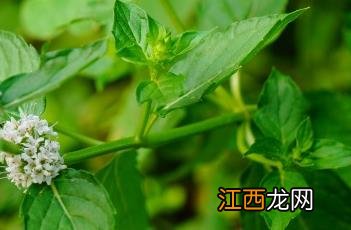 石香菜的功效与作用是什么 石香菜