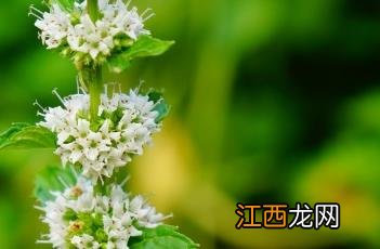 石香菜的功效与作用是什么 石香菜