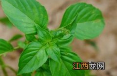 荆芥的功效与作用 荆芥