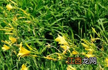 黄花菜 黄花菜泡多长时间最好