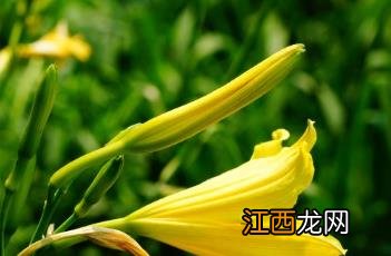 黄花菜 黄花菜泡多长时间最好