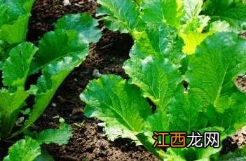 小白菜 小白菜杨乃武