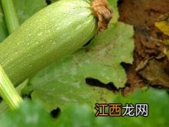 西葫芦 西葫芦饺子馅做法大全