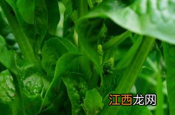 菠菜 菠菜不能和什么食物一起吃吗