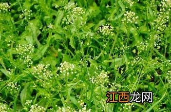 荠菜 荠菜图片