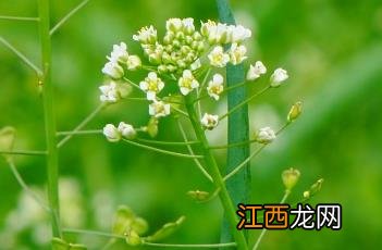 荠菜 荠菜图片