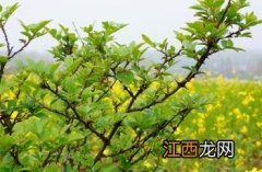 花椒直播官网 花椒