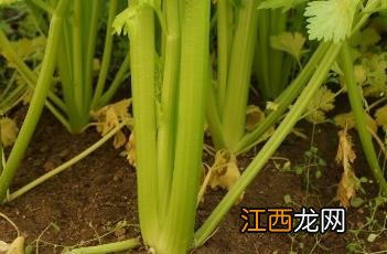 香芹和芹菜的区别是什么 香芹