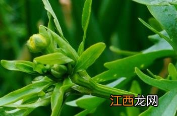 香芹和芹菜的区别是什么 香芹