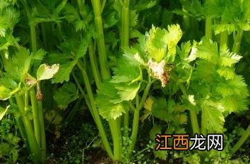 香芹和芹菜的区别是什么 香芹