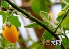 观赏茄 观赏茄子