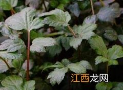 珍珠菜 珍珠菜是什么菜