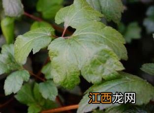 珍珠菜 珍珠菜是什么菜