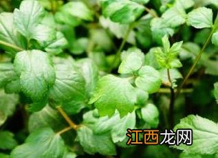 珍珠菜 珍珠菜是什么菜