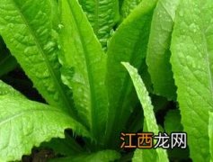 油麦菜图片 油麦菜