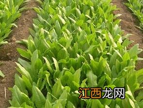 油麦菜图片 油麦菜