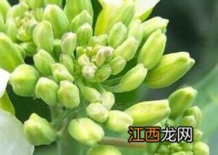 芥蓝菜头的功效与作用 芥蓝