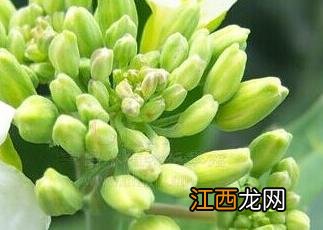 芥蓝菜头的功效与作用 芥蓝