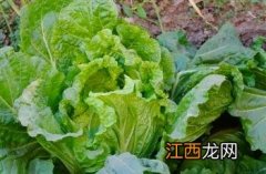 白菜猪肉饺子馅的做法 白菜