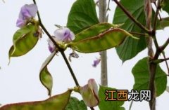 眉豆 眉豆怎么做好吃