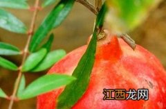 月季石榴花期 月季石榴