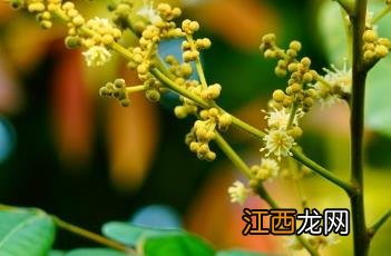 荔枝 荔枝玫瑰花语是什么意思