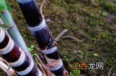 甘蔗的功效与作用的功能与主治 甘蔗