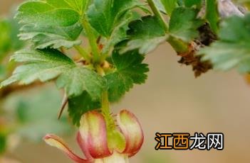 刺果茶藨子 刺果茶藨子怎么读