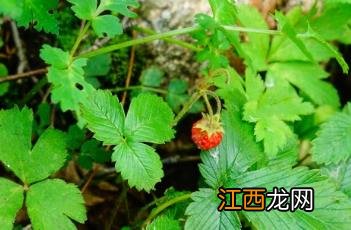 野草莓伯格曼 野草莓