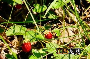 野草莓伯格曼 野草莓