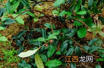 猕猴桃的品种 革叶猕猴桃