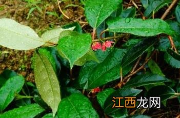 猕猴桃的品种 革叶猕猴桃