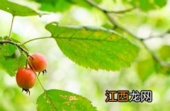 华中山楂可以泡酒吗 华中山楂