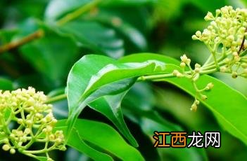 肖蒲桃果实可以吃吗 肖蒲桃