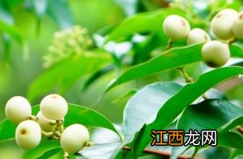 肖蒲桃果实可以吃吗 肖蒲桃