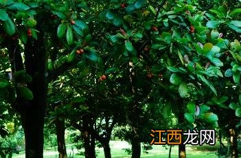 无花果树 大花五桠果