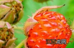 茅莓根的功效与作用图片 茅莓