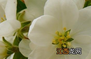 花红 花红花火电视剧全集免费观看