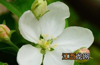 花红 花红花火电视剧全集免费观看