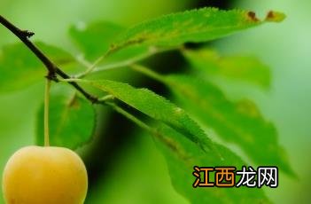 樱桃李 樱桃李贴膏药价格多少一盒