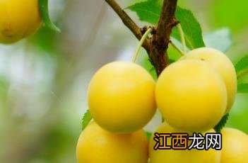 樱桃李 樱桃李贴膏药价格多少一盒