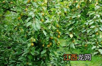 樱桃李 樱桃李贴膏药价格多少一盒