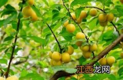 樱桃李 樱桃李贴膏药价格多少一盒