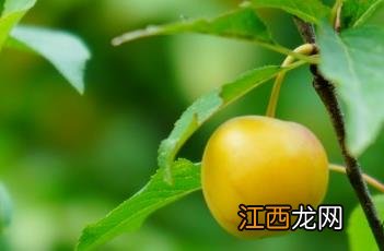 樱桃李 樱桃李贴膏药价格多少一盒