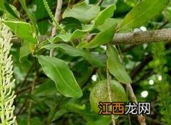 夏威夷果的功效与作用 夏威夷果