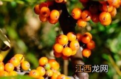 沙棘 沙棘的功效与作用及禁忌 食用方法