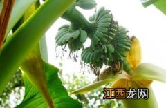 芭蕉 芭蕉不展丁香结,同向春风各自愁